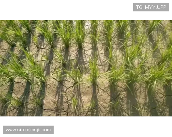 bet看球让你轻松掌握赛事动态,享受高效投注体验的最佳指南 bet看球让你轻松掌握赛事动态,享受高效投注体验的最佳指南
